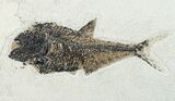 Two Large Diplomystus Fossil Fish - Wyoming #12152-5